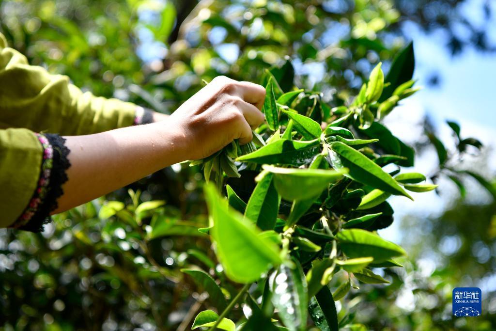 博悦登录入口网络检测